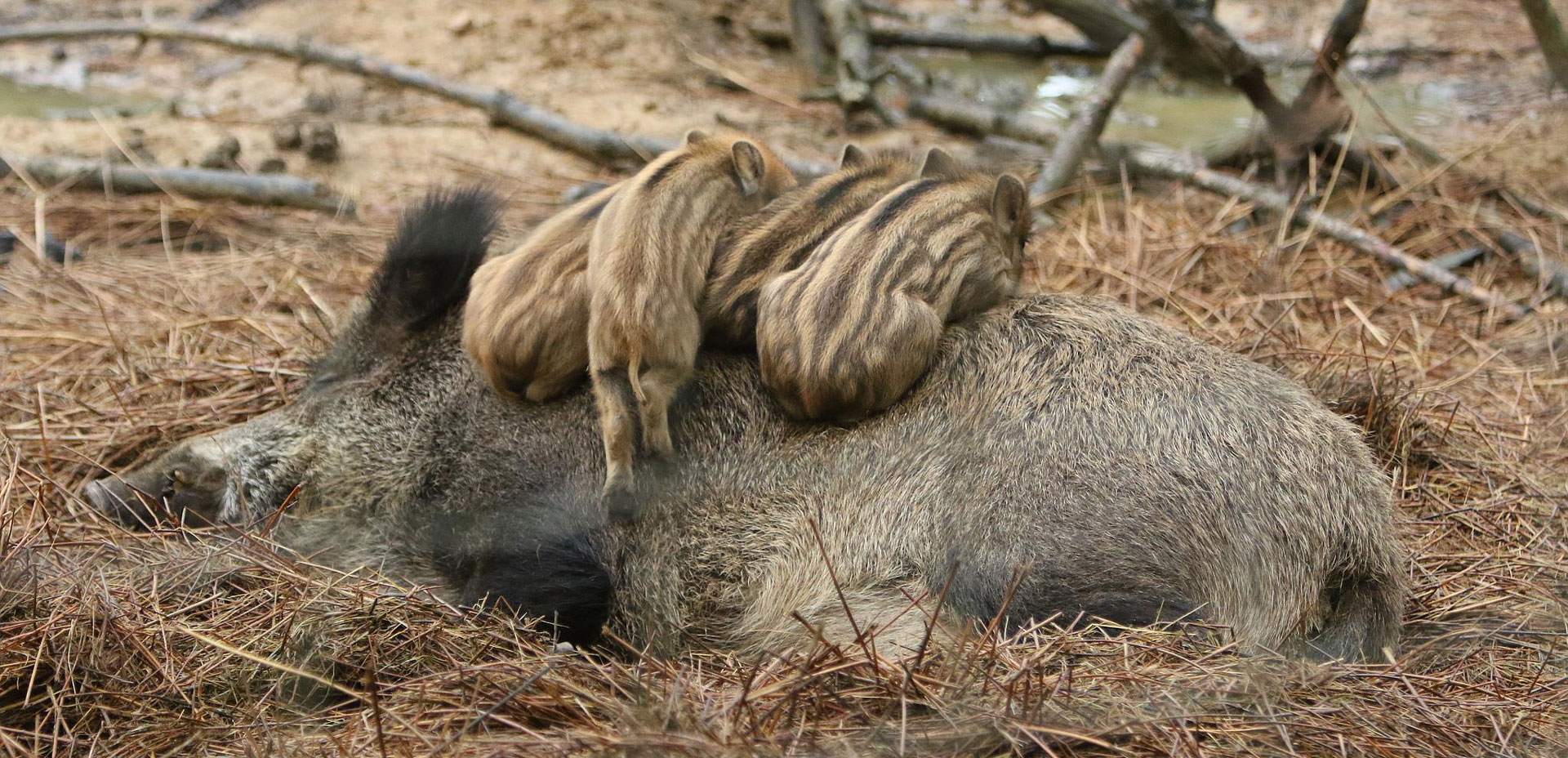 Marcassins dormant sur leur mère sanglier dans la forêt de parc naturel de Boutissaint