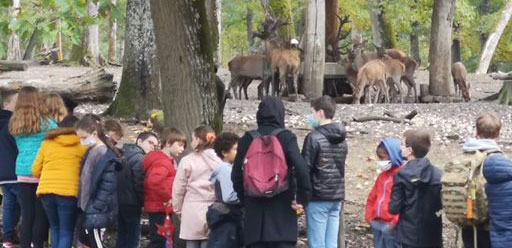groupes d'enfant devant un troupeau de cerfs et biches dans le parc naturel de Boutissaint