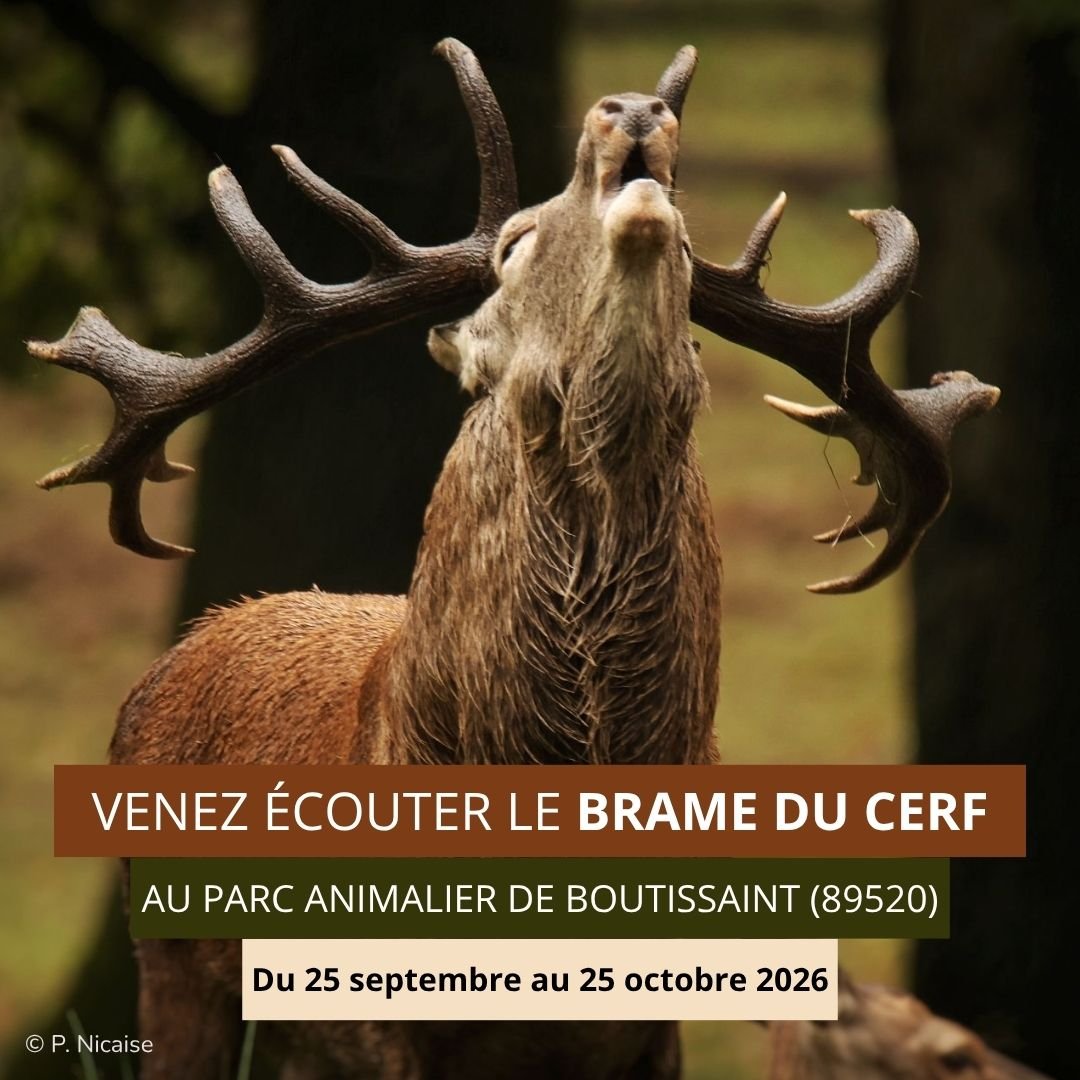 Brame 2026